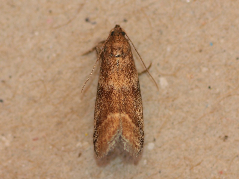 Aiuto ID - Pyralidae